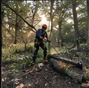 Tree removal project