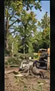 Tree service project