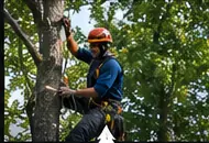 Tree service worker climbing a tree